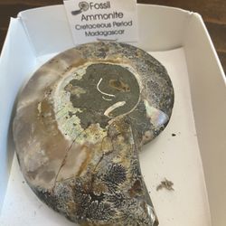 Ammonite Pair 