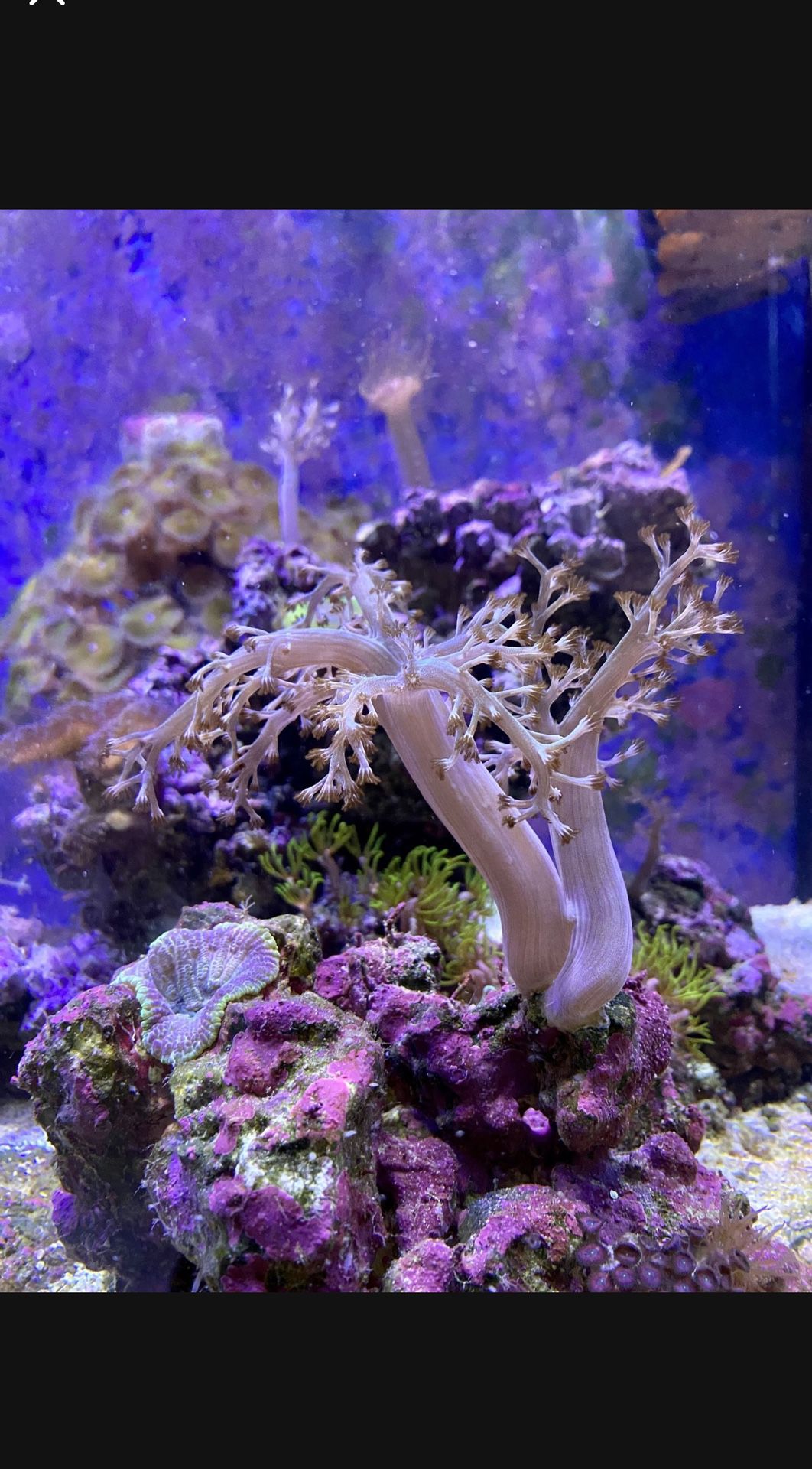 Corals For Sale 
