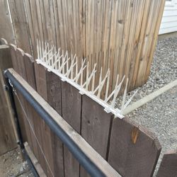 Bird Spikes (South Hill)