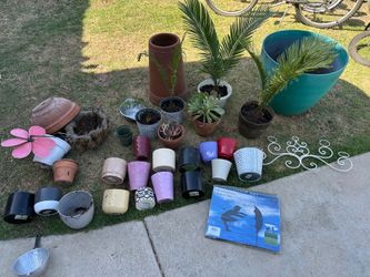 Sego palms and plant pots etc