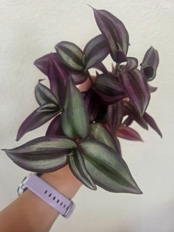 Tradescantia Zebrina Plant Cuttings