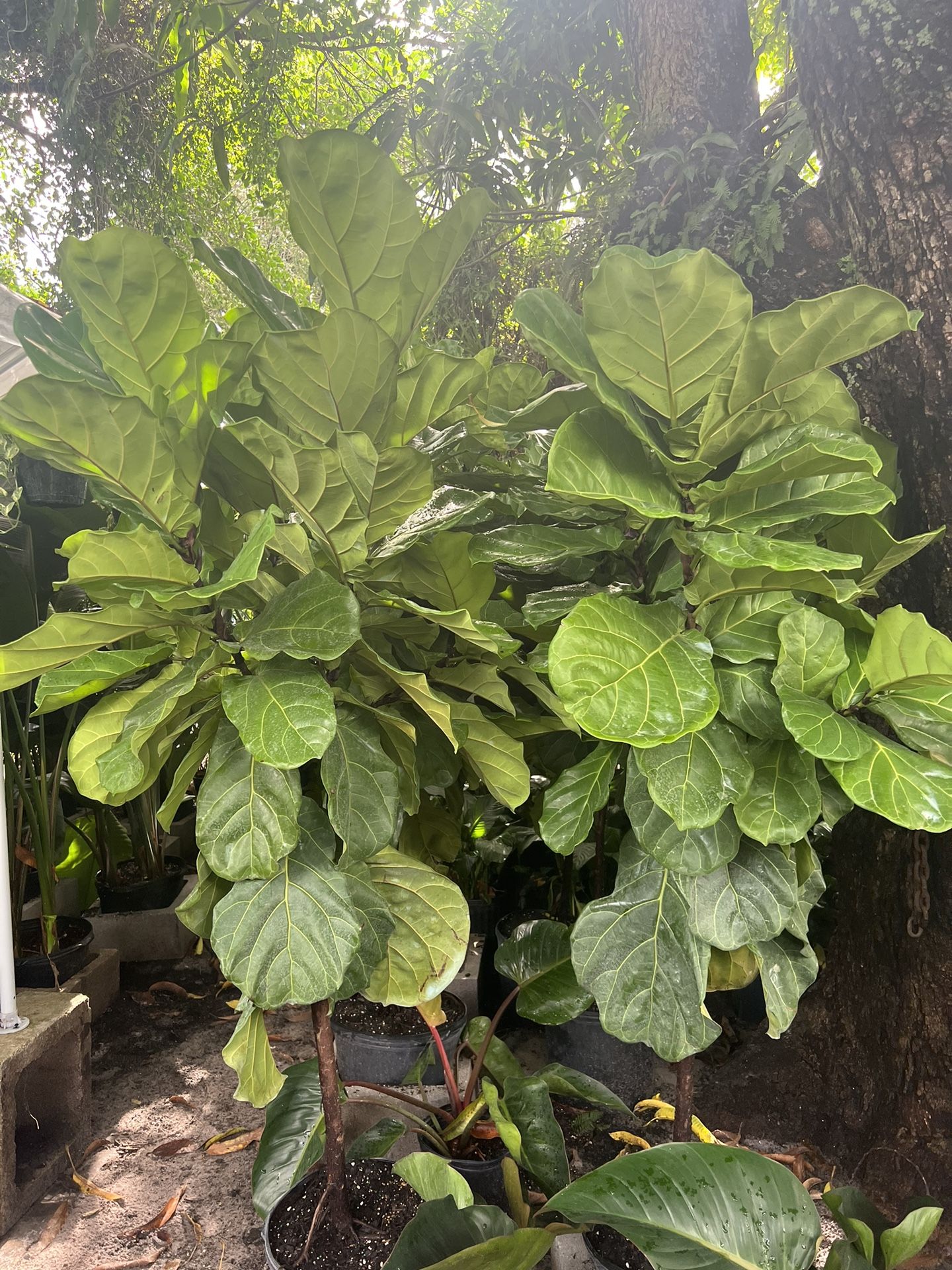 Fiddle Leaf Fig In 7 gls Pot. 6 7 Ft Tall . SPECIAL PRICE 🤩
