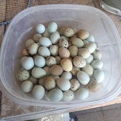 Coturnix Eggs 