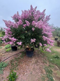 Crape Myrtle- 25 gallon pot 36 gallon size