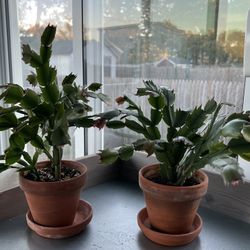 Christmas Cactus
