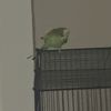Felipe 