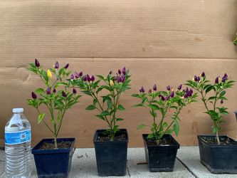 Bolivian Ornamental Purple Pepper