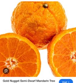 Big mature Kishu mandarin trees