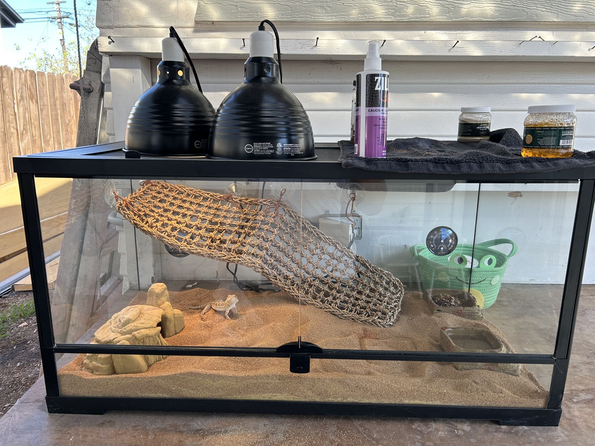 Bearded dragon Tank