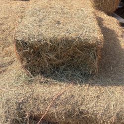 Water grass /alfalfa  Mix  Cow Hay