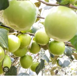 Giant Taiwan Green Jujube 