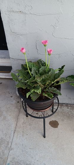 Gerbera Daisy Plant in Decorative Pot with Stand