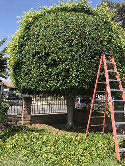 Tree trimmer