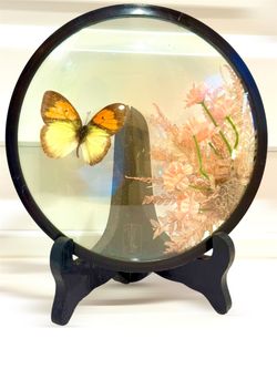 70’s BUTTERFLY dome w/stand