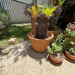 SAGO PALM WHIT LARGE POT 24 H 12 D NOT TERRACOTA PIC UP DOMINION 78257