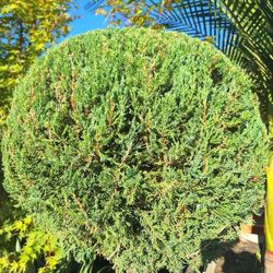 Topiary