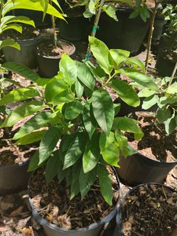 Fruit trees Sale! From $50.00🥑🥭🍊