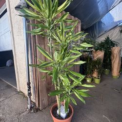 Dracena Sol 5Ft (Indoor plant)