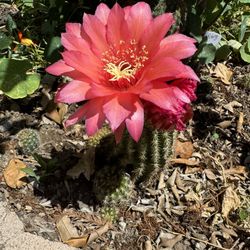Cactus