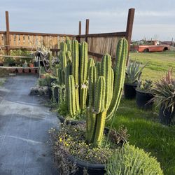 Cactus & Succulents (Read Description)