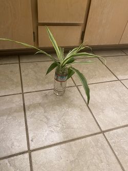 Live House Plants Going For 9.00 Each The First Picture I Have Two Of Them