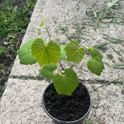 Grape Tree  …,,,uva Roja