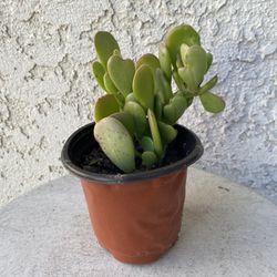 4 Inch Pot Succulent Plant - Kleinia Petraea - Jade Trepador - Rooted & Established - Drought Resistant - 🪴