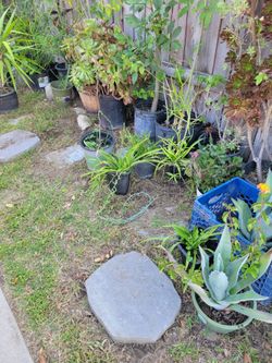 Plants