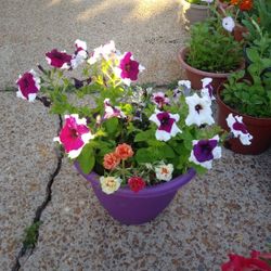 Mix flowers in large pots$14 Each pot