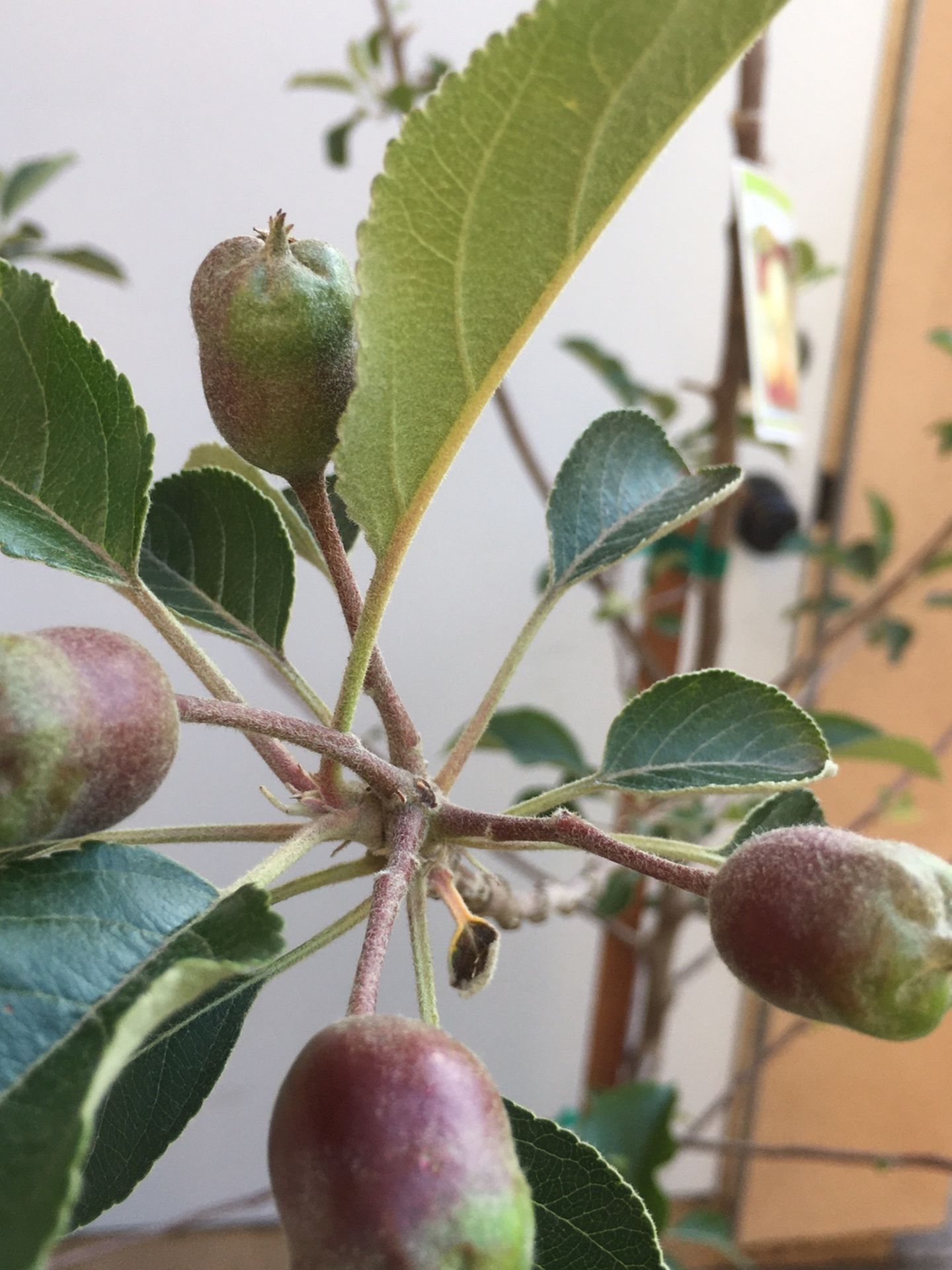 Dorsett Golden Apple Tree
