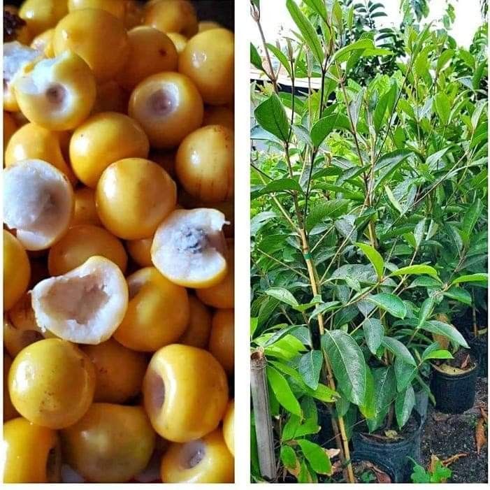 Nance Cherry Airlayered Trees 3gal Arboles De Nance Injertados 3gal