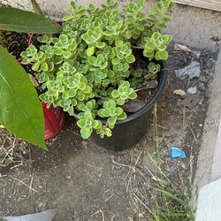 Cuban Oregano $15