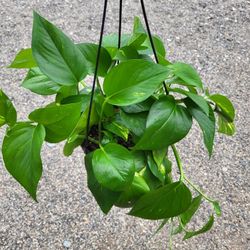 Golden Pothos Plant 8" Pot $10 Each