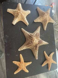 Sea stars