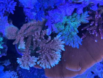 Fake coral aquarium decorations