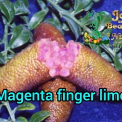 Magenta Finger Lime Grafted Trees 3gal 