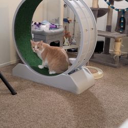 Cat Wheel - Cat Not Included