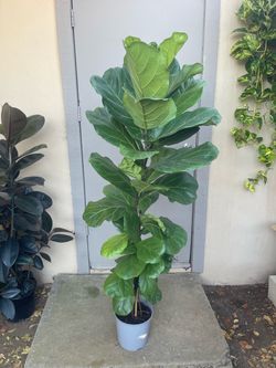 Ficus Lyrata Fiddle Leaf Fig Tree House Plant 8.5” Pot