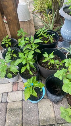 Ajíes cachucha  plantas