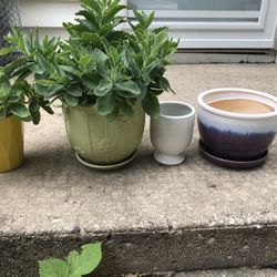 House Plants( For All)