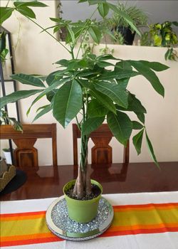 💰🌳 Money Tree🌳💰