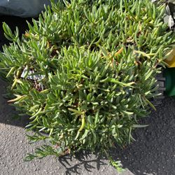Ice Plants In Large Pot Decorative Green Plant 