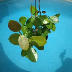 Australis Hoya $25 -Ship $7 Or Deltona,  Fl Pickup-White Fragrant Flowers
