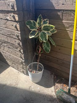 Rubber plant