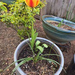 3 Plants in A Ceramic Pot