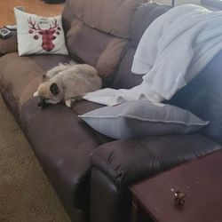 Two Brown Couches FREE