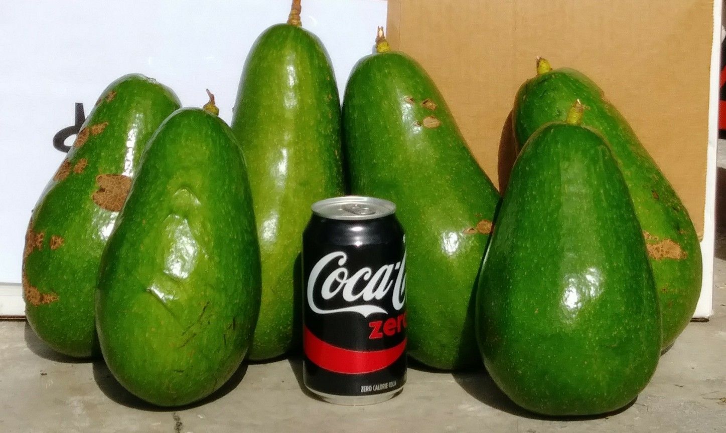 Delicious SIMMONDS Avocado Aguacate Homestead Naranja Leisure City Florida City area parecido al aguacate CATALINA