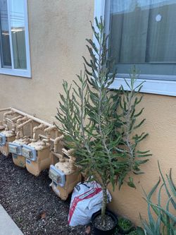 Large Potted thousands mother plant