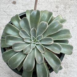 Echeveria Fountain 