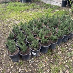 Small Rosemarys / Romeros $6